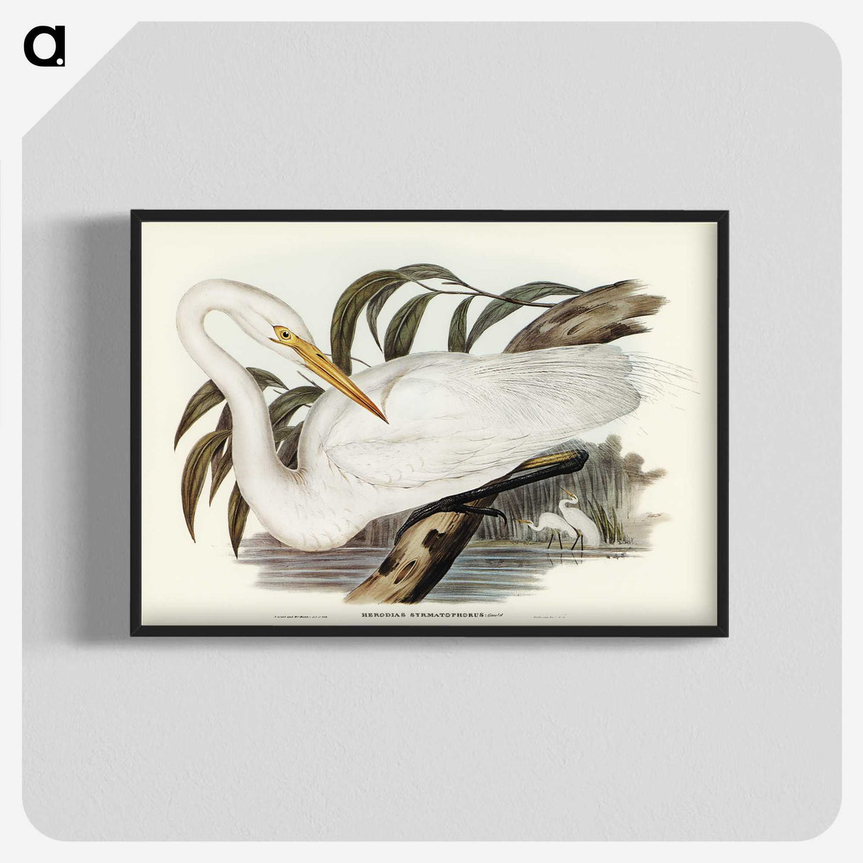 2-62_John-Gould_blk-crop