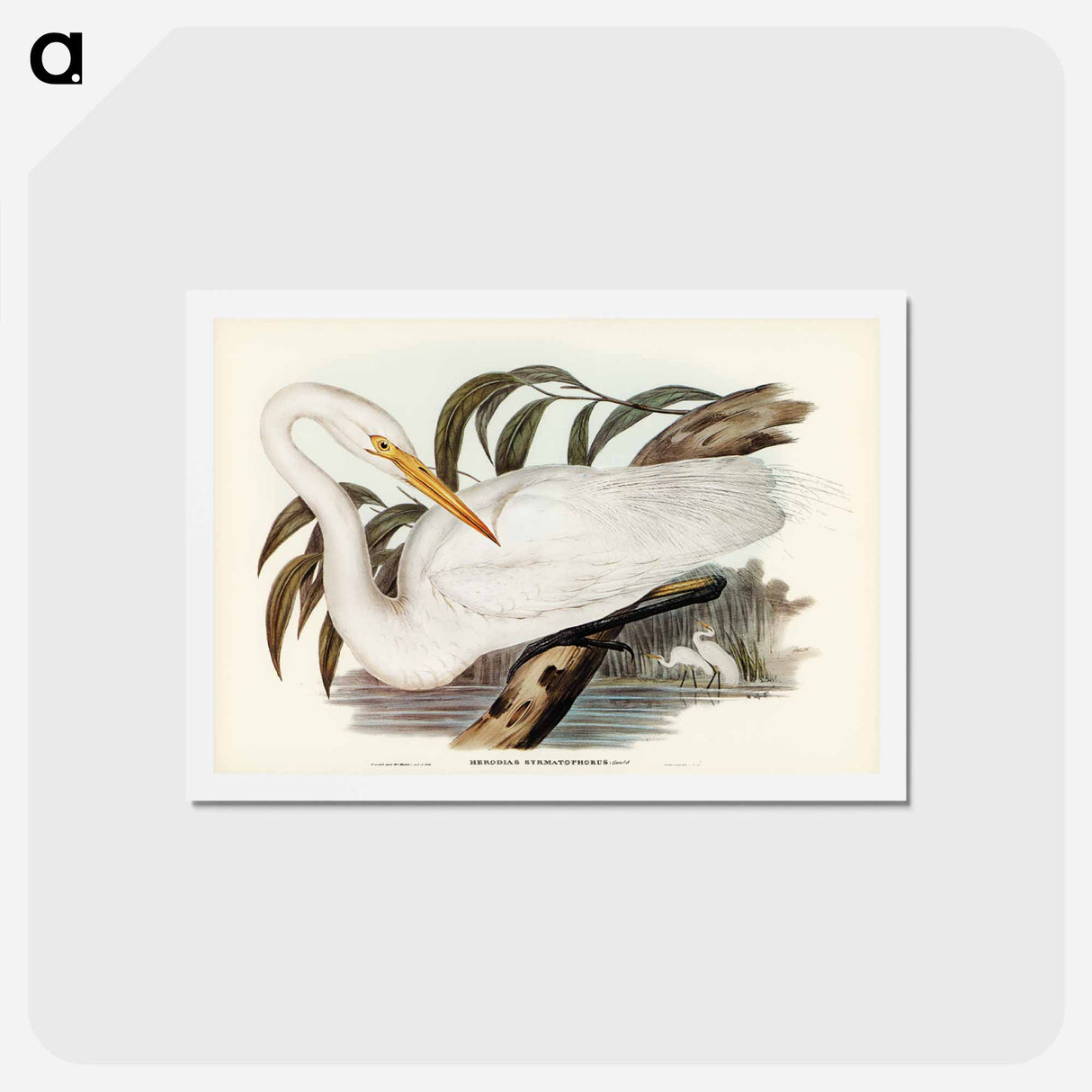 アートポストカード-Australian Egret
- ジョン グールド Postcard.