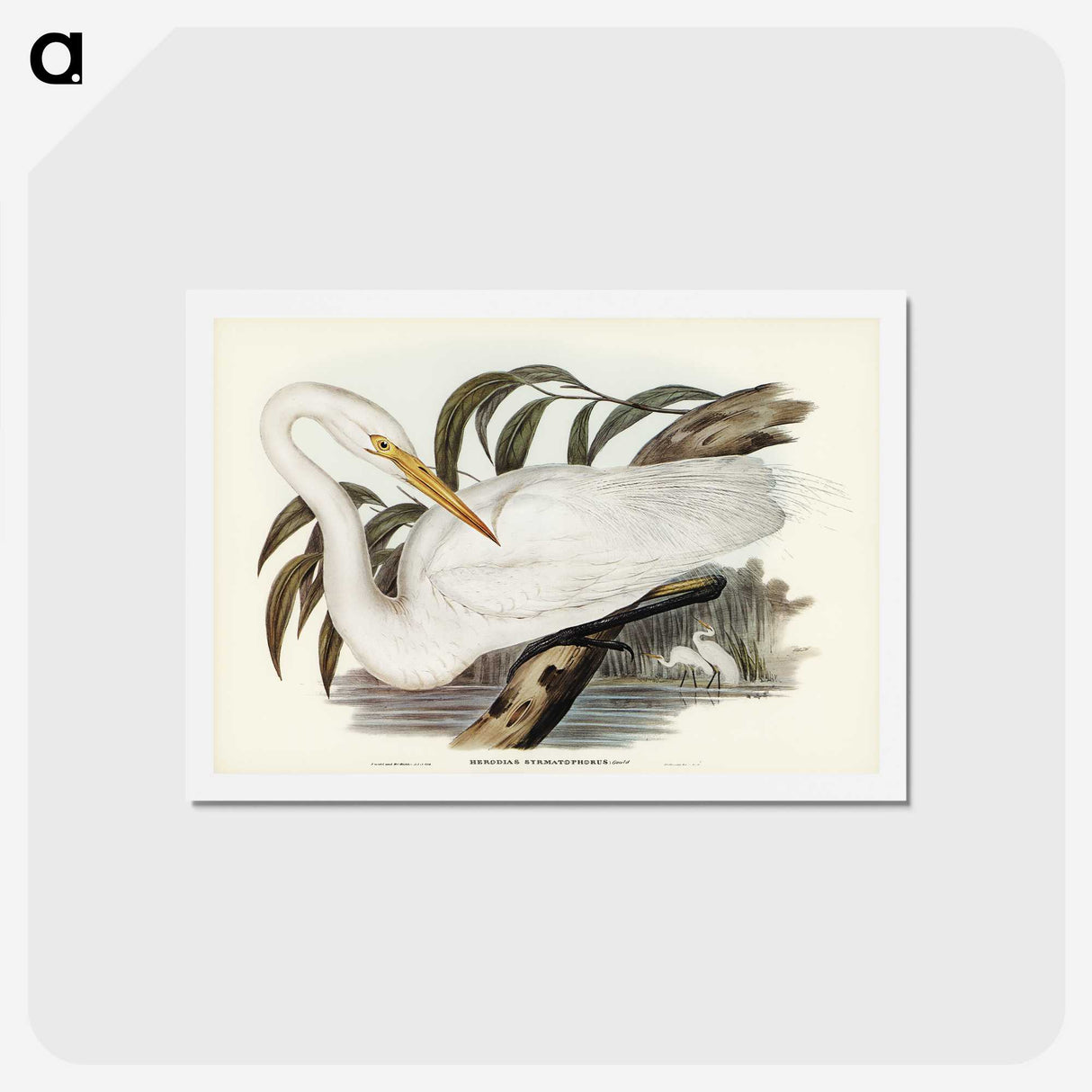 2-62_John-Gould_hagaki