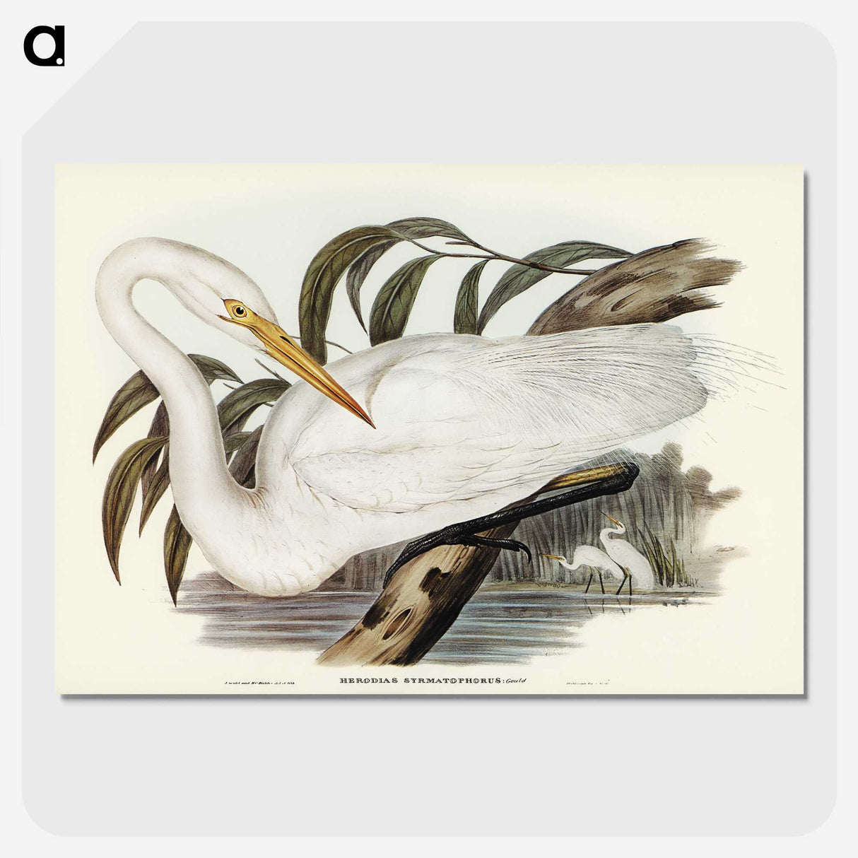 2-62_John-Gould_picture-crop
