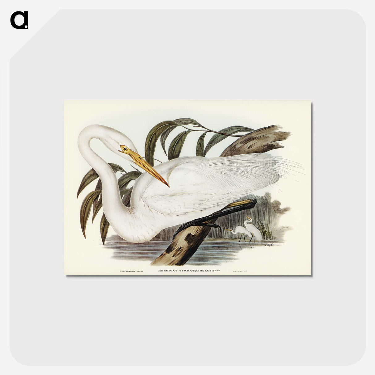 2-62_John-Gould_postcard