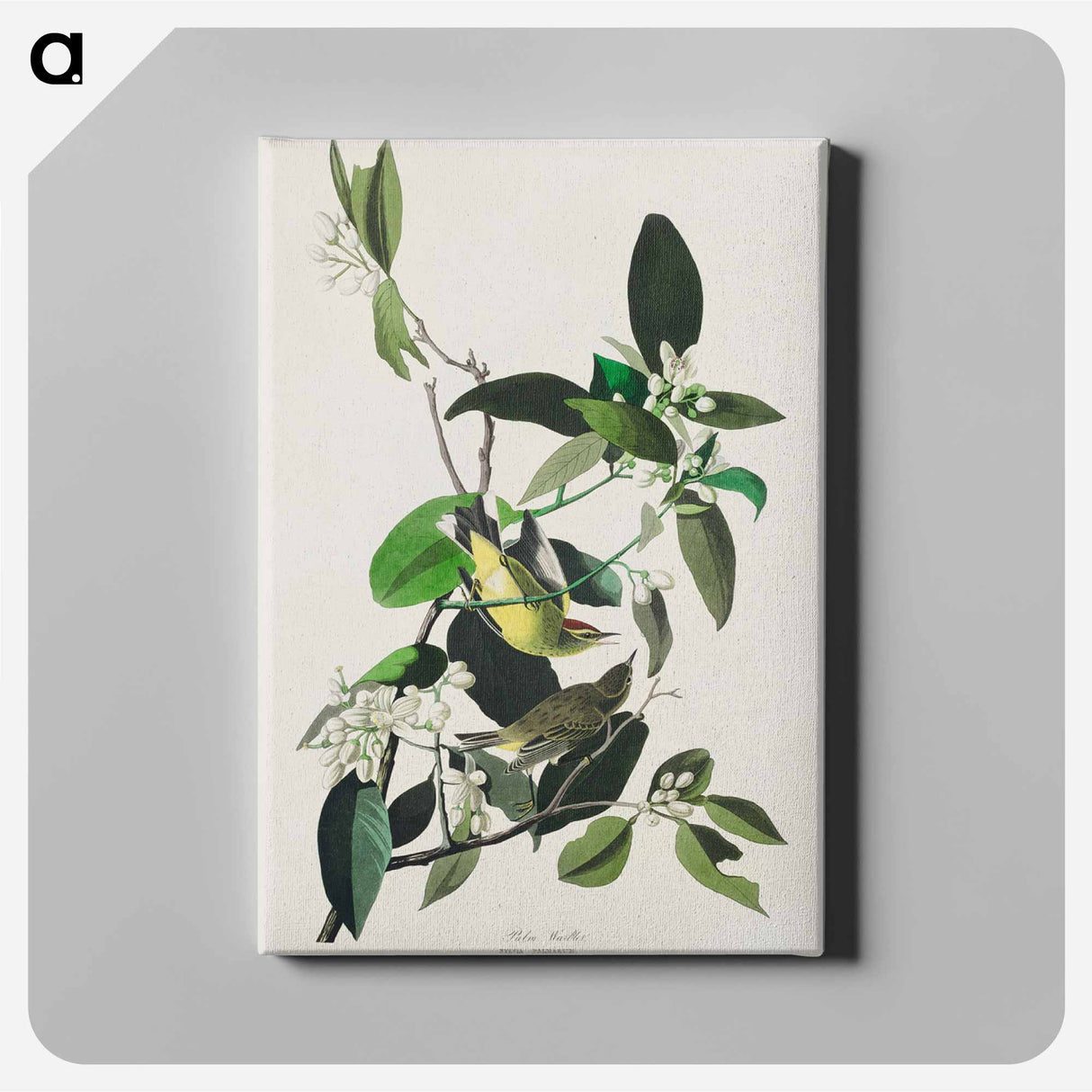 アートパネル-Birds of America
- ジョン ジェームス オーデュボン Canvas.