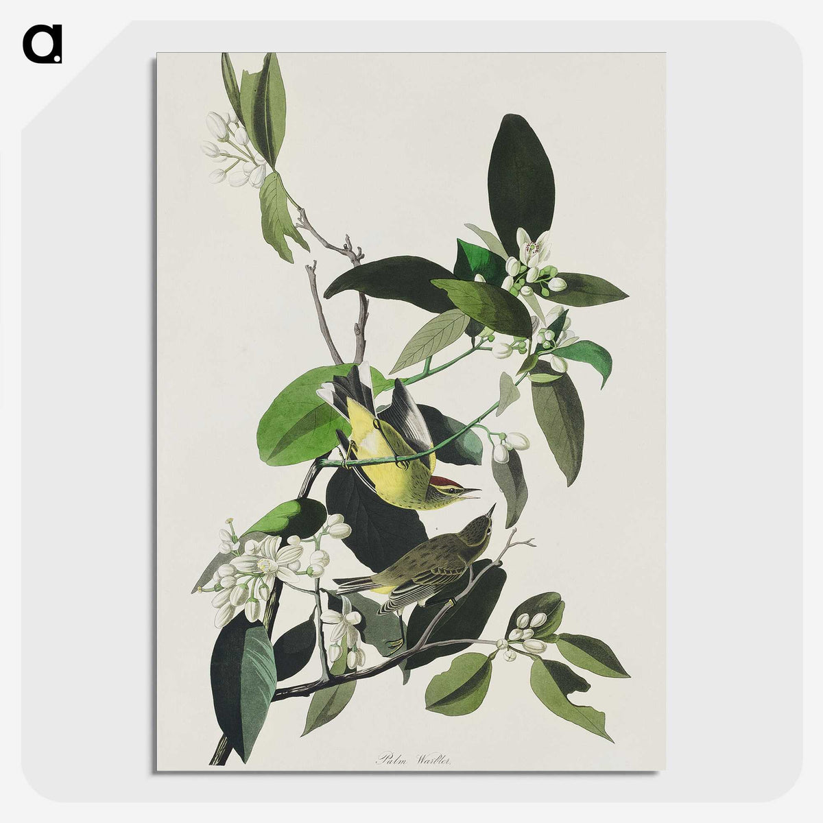2-62_John-James-Audubon_picture-crop