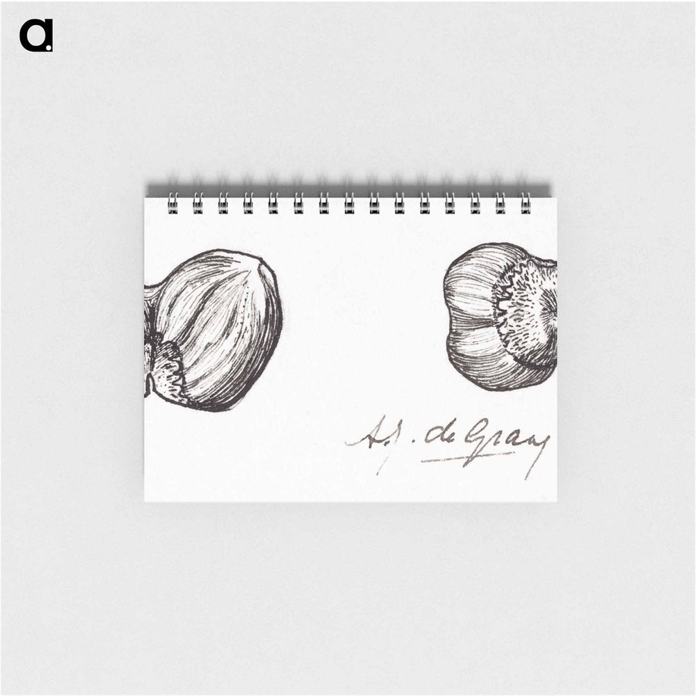 Two hazelnuts sketches - ユリー デ フラーハ Memo.