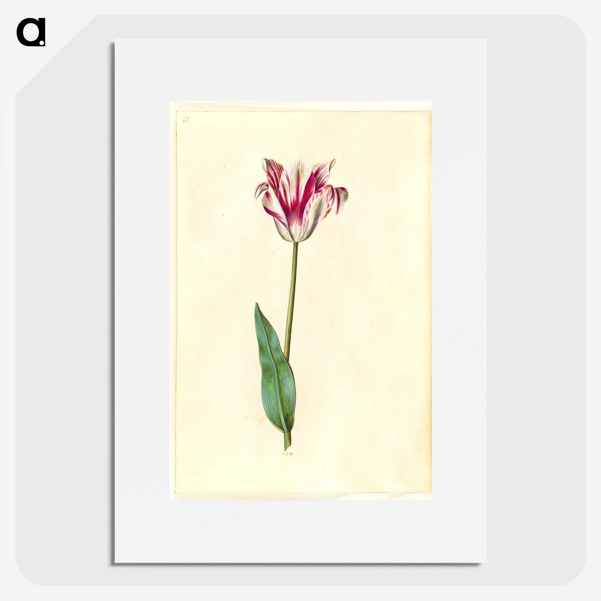2-62_Maria-Sibylla-Merian_picture