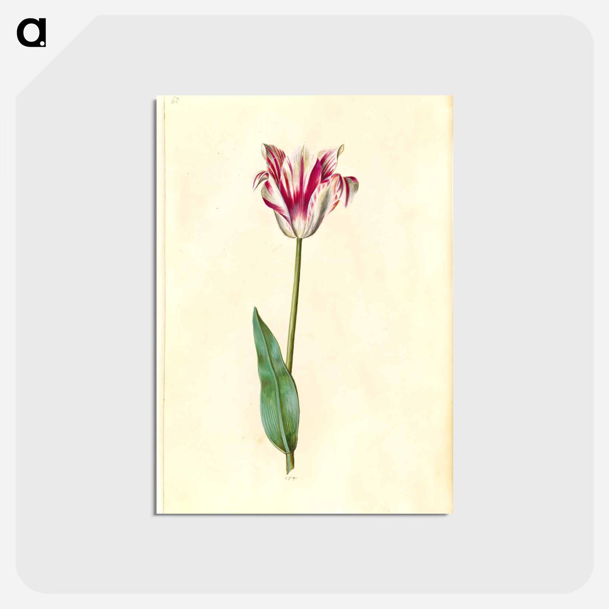 アートポストカード-Tulipa Gesneriana
- マリア ジビーラ メーリアン Postcard.