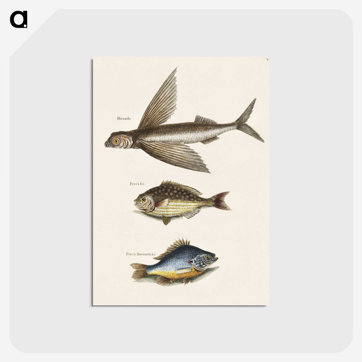 2-62_Mark-Catesby_postcard