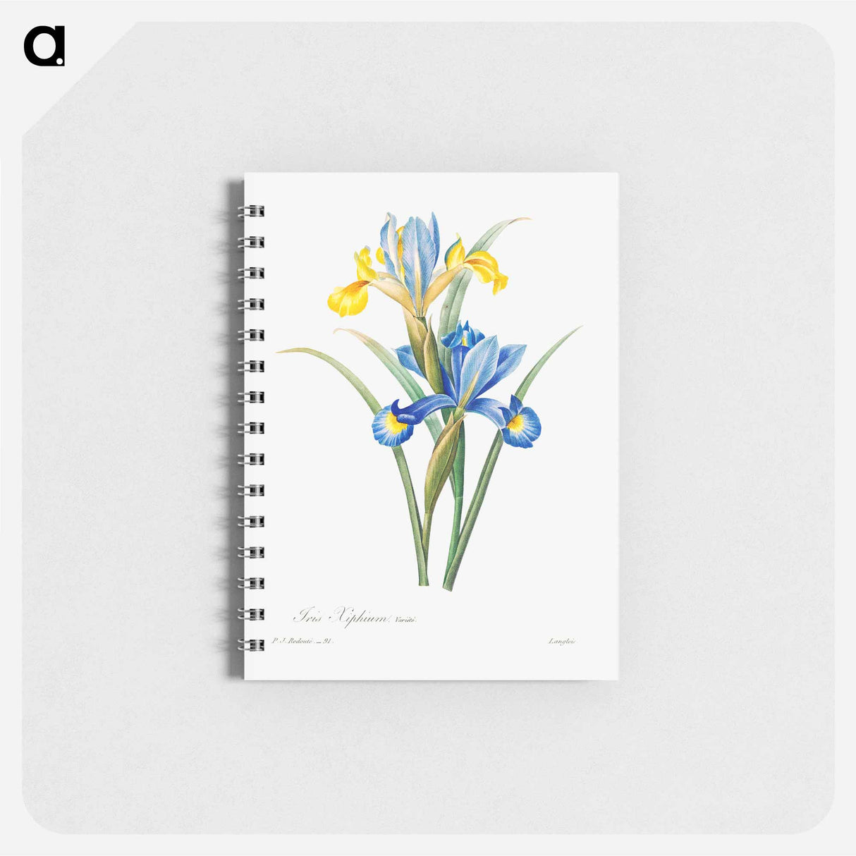 Spanish iris - ピエール ジョゼフ ルドゥーテ Memo.