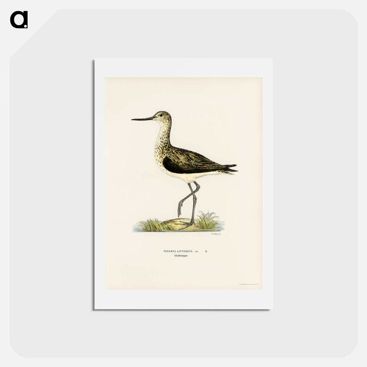アートポストカード-Greenshank
- スヴェンスカ フォグラル Postcard.