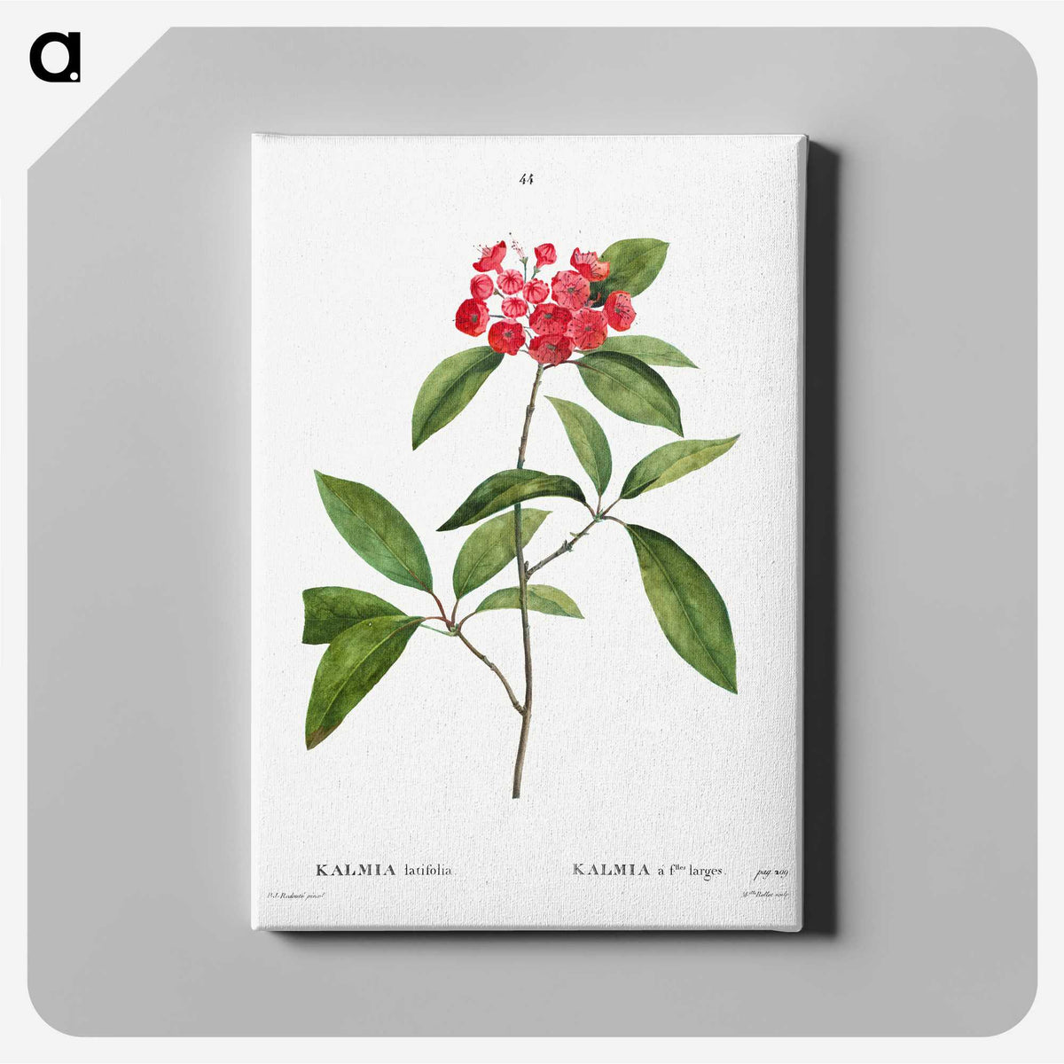 2-62_Treatise-on-Trees-and-Shrubs_canvas