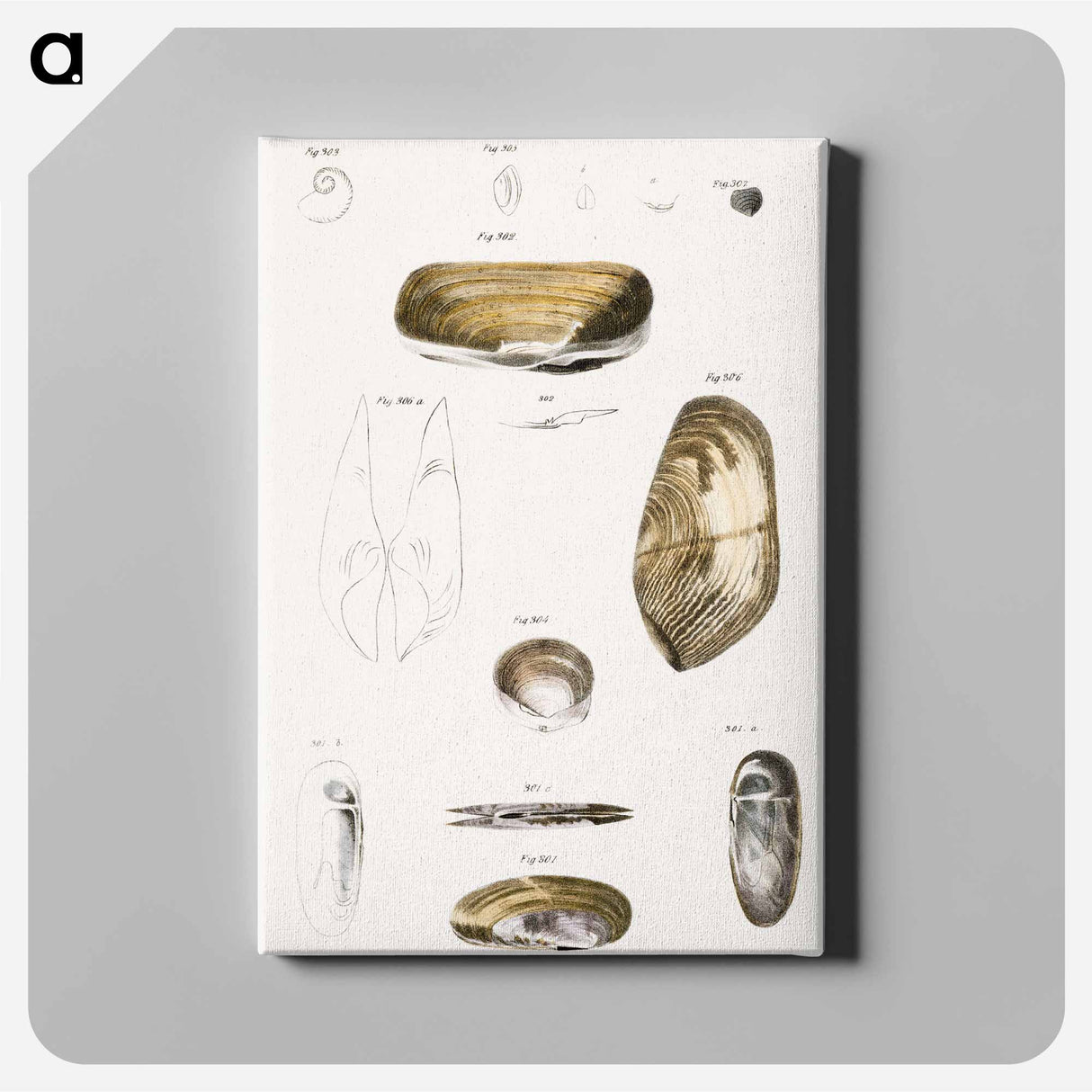 Different types of seashells illustration from Zoology of New York by James Ellsworth De Kay - ニューヨークの動物学 Canvas.