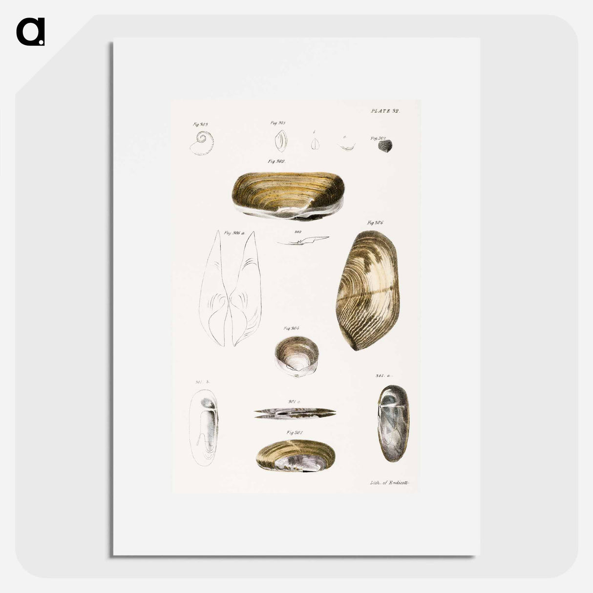 Different types of seashells illustration from Zoology of New York by James Ellsworth De Kay - ニューヨークの動物学 Poster.