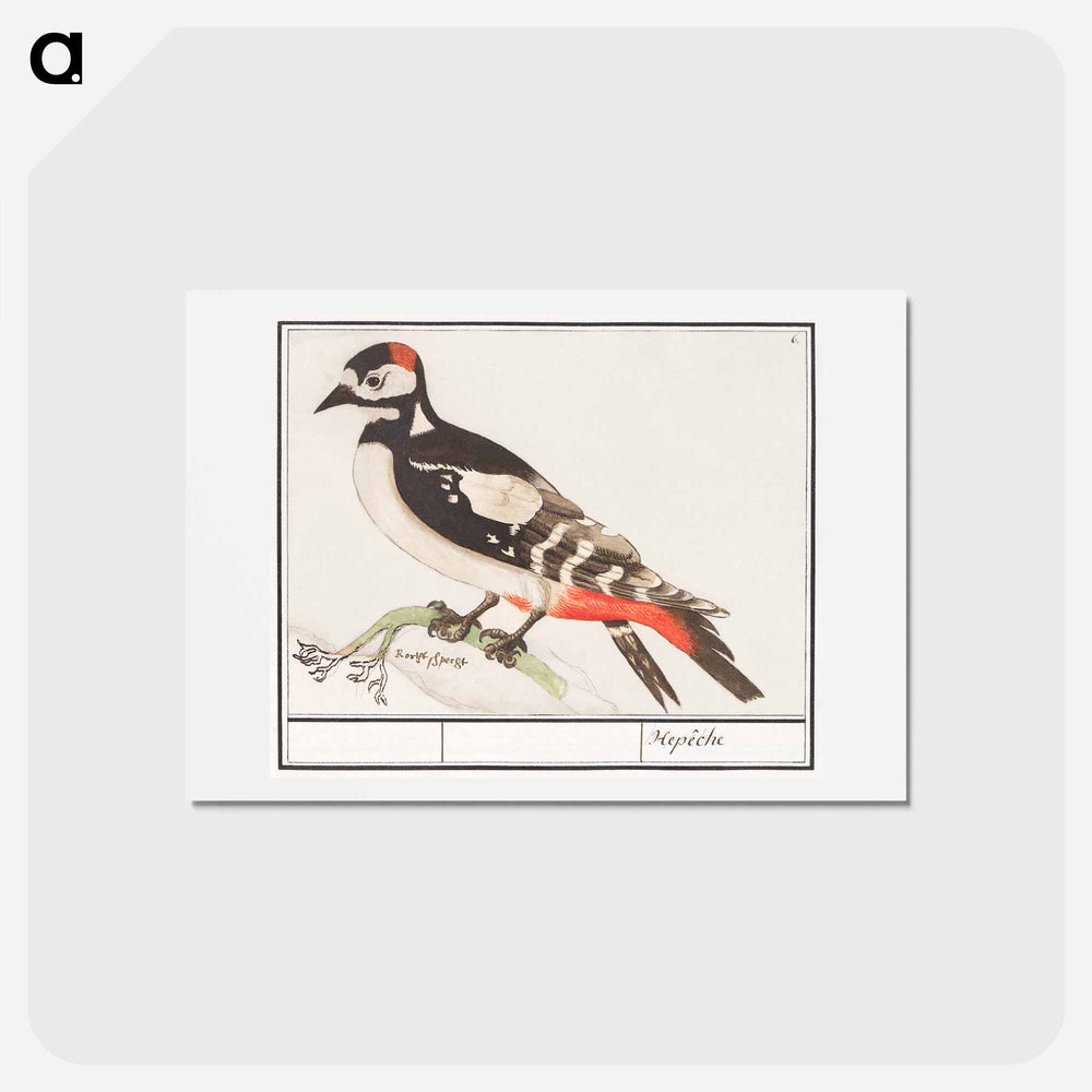 The great spotted woodpecker - アンセルムス ボエティウス デ ブート Postcard.