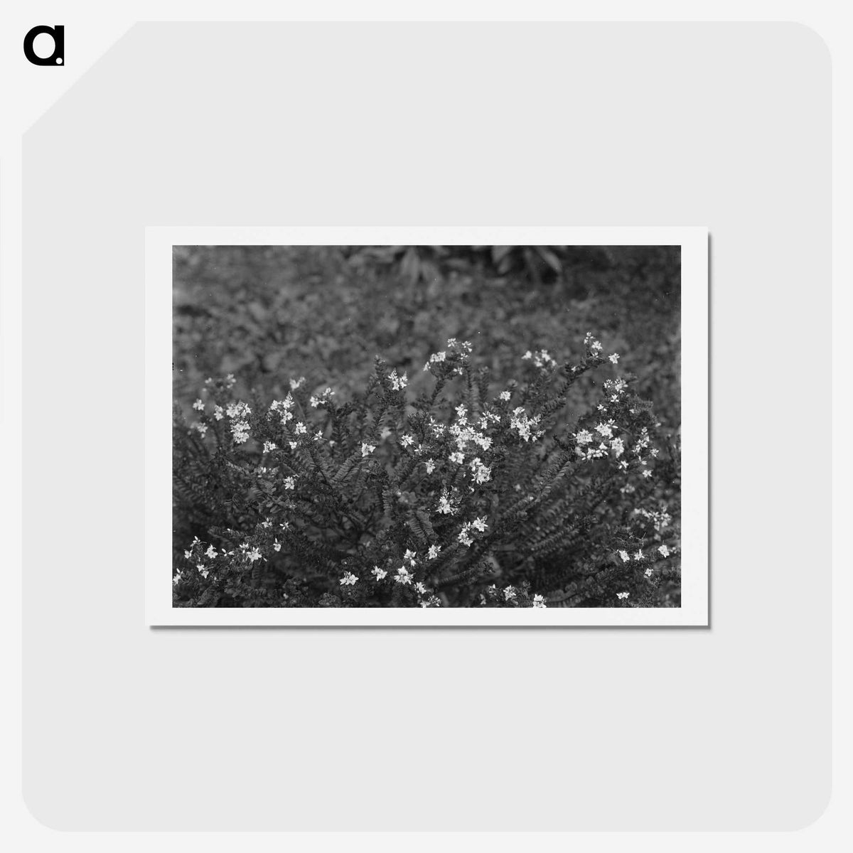 2-63_Frederick-Charles-Brockett_hagaki