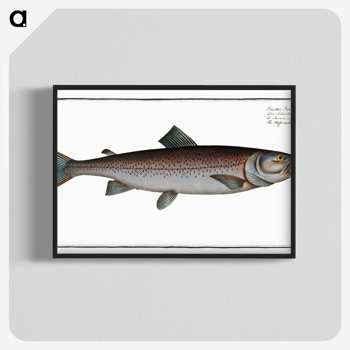 2-63_Ichtyologie-ou-Histoire-naturelle_blk-crop