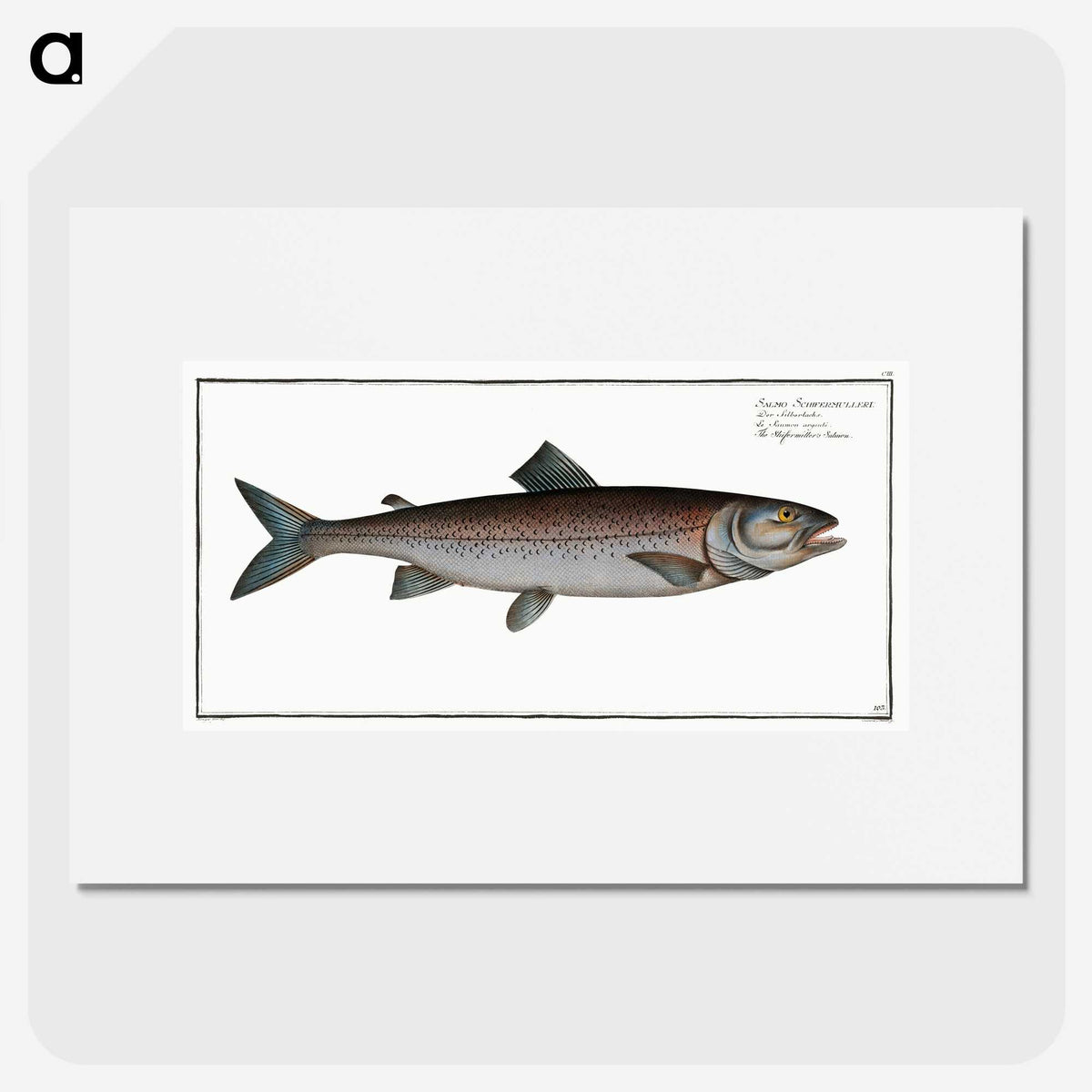 2-63_Ichtyologie-ou-Histoire-naturelle_picture