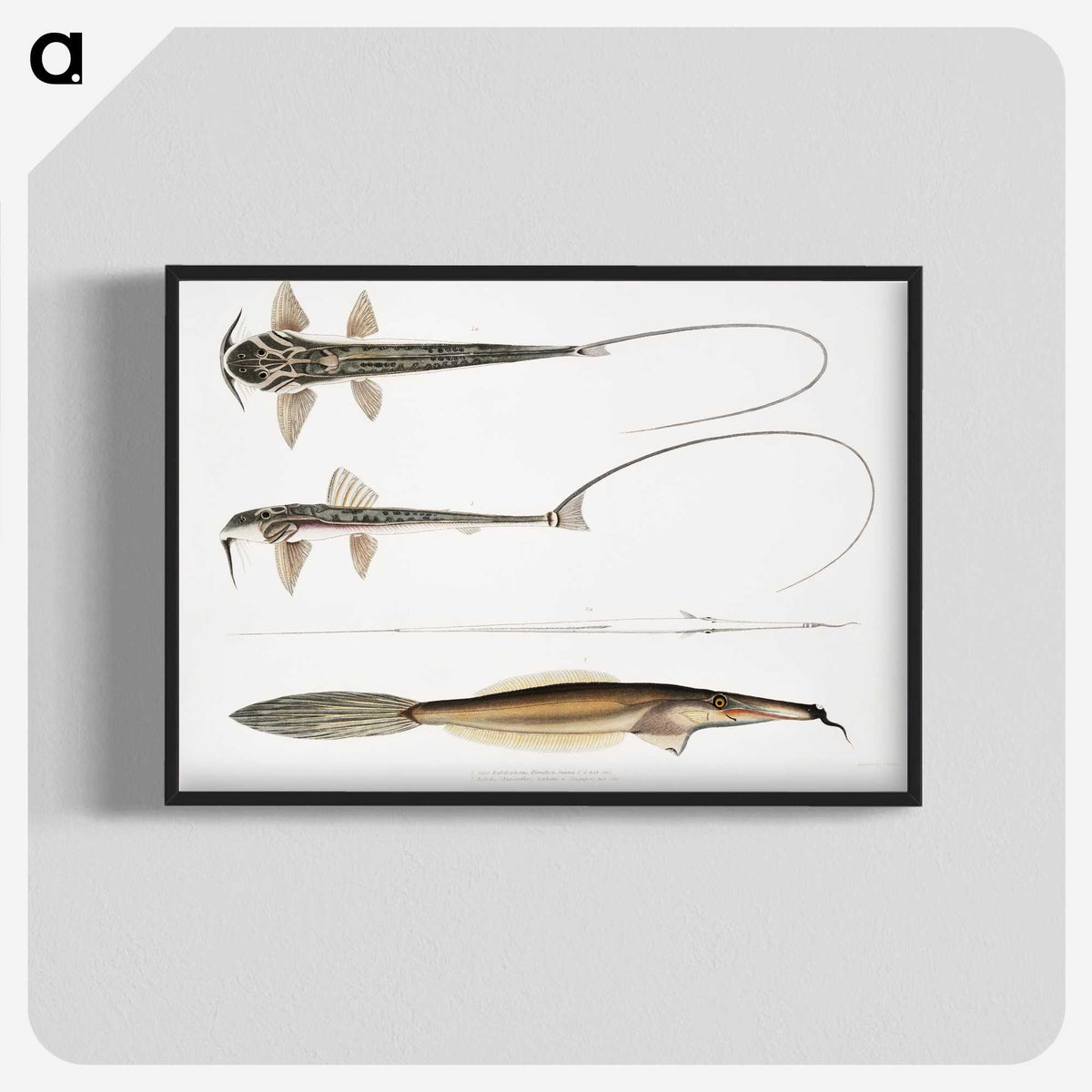 2-63_Indian-Zoology_blk-crop