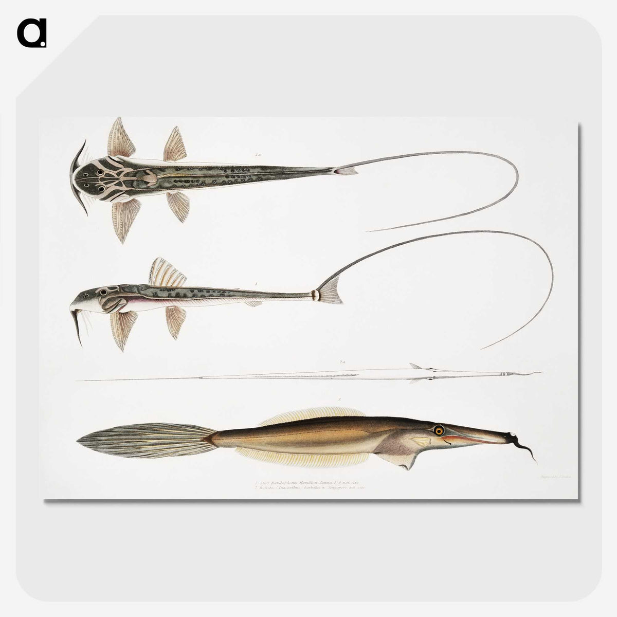 2-63_Indian-Zoology_picture-crop