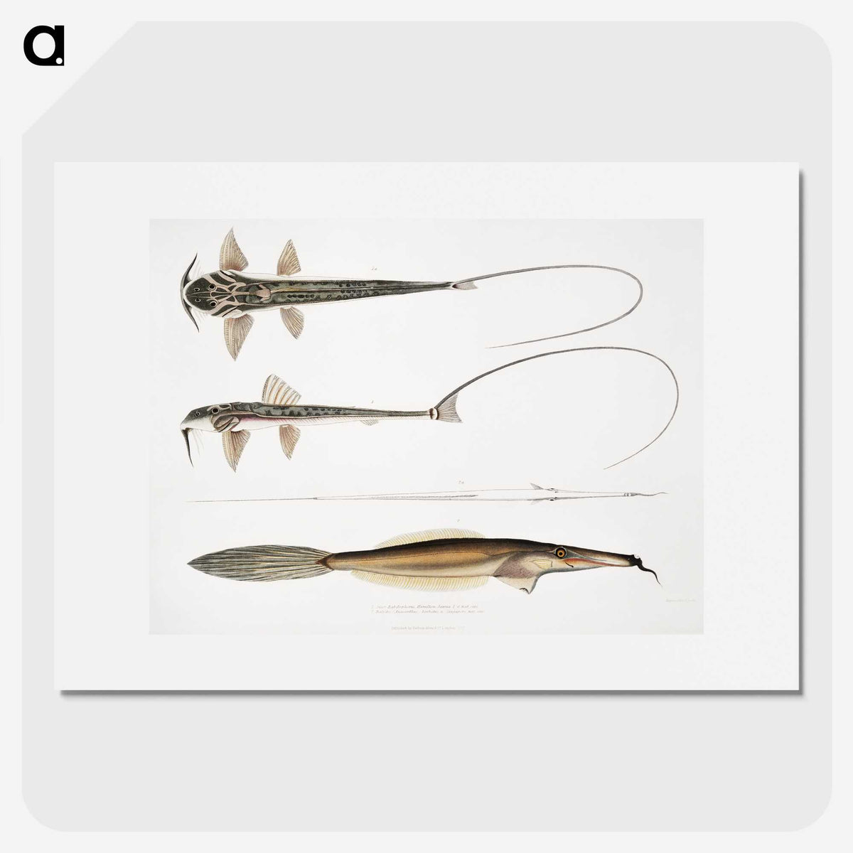 2-63_Indian-Zoology_picture