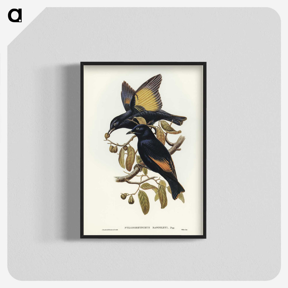 2-63_John-Gould_blk-crop