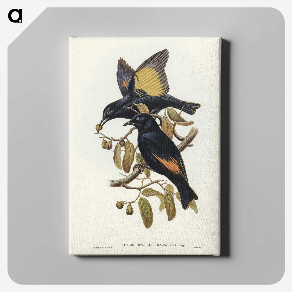 2-63_John-Gould_canvas