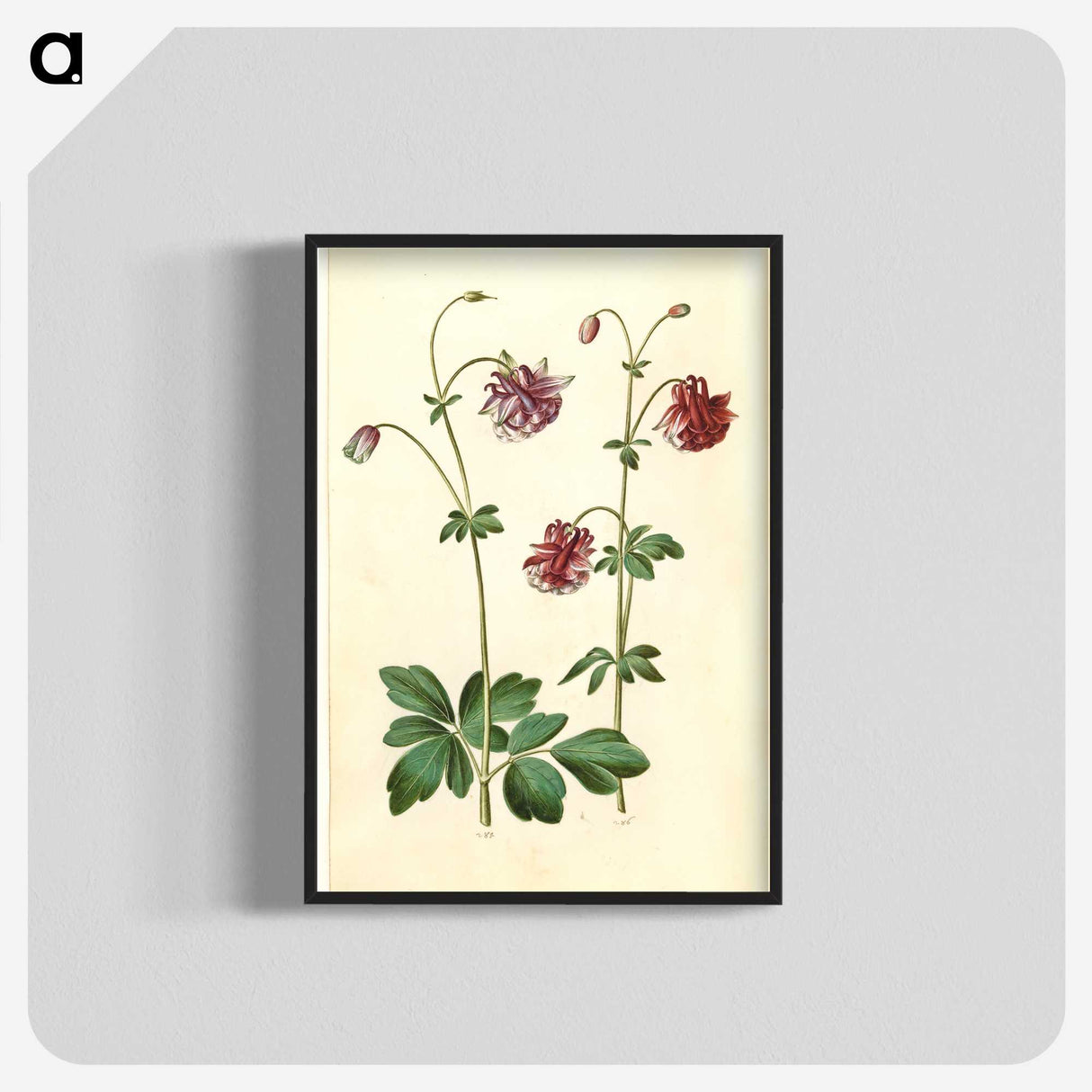 2-63_Maria-Sibylla-Merian_blk-crop