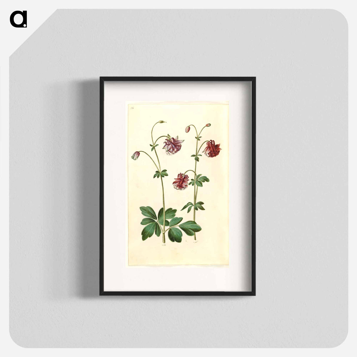 アートポスター-Aquilegia vulgaris
- マリア ジビーラ メーリアン Poster.