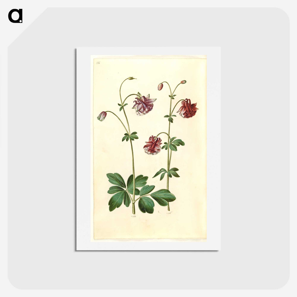 2-63_Maria-Sibylla-Merian_hagaki