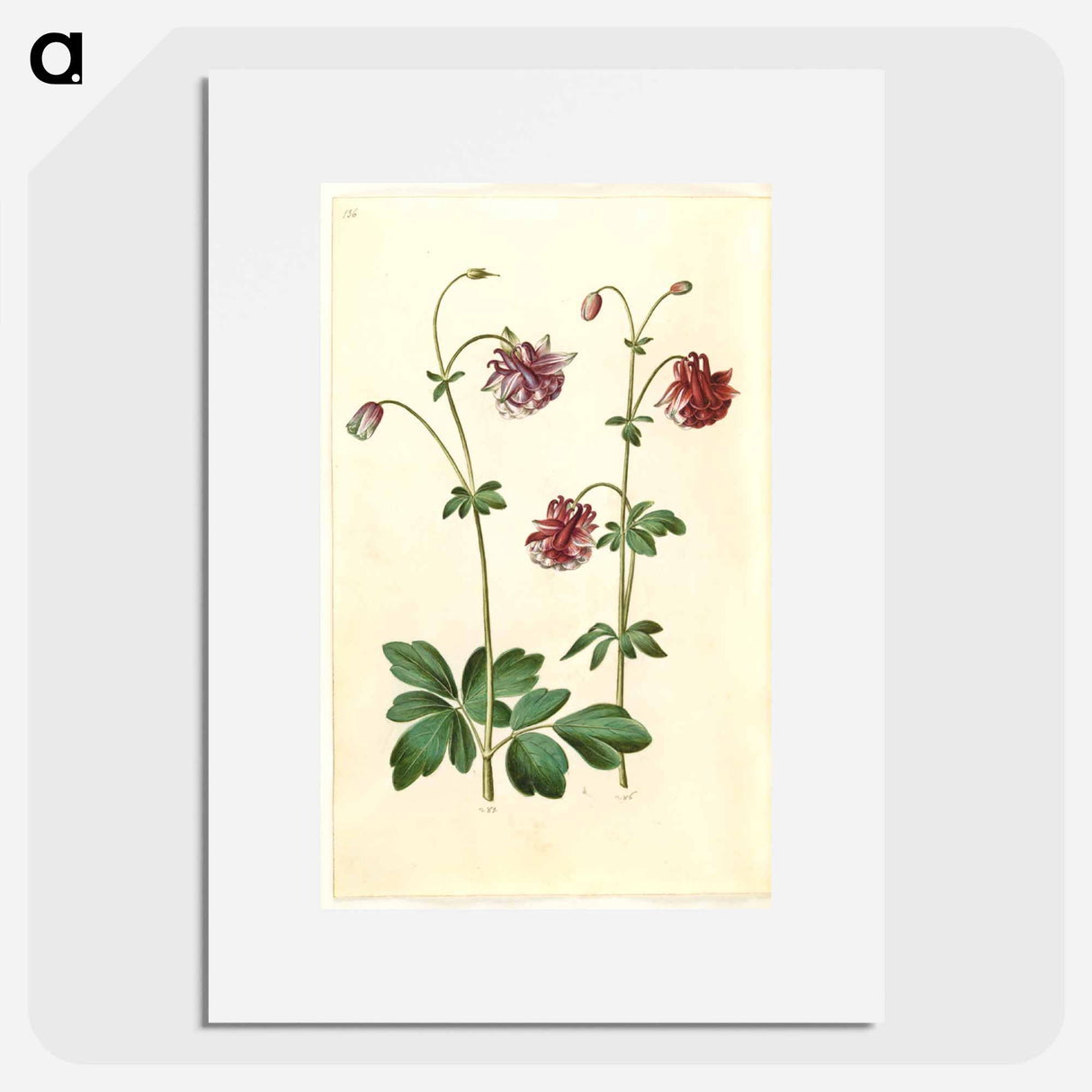 アートポスター-Aquilegia vulgaris
- マリア ジビーラ メーリアン Poster.