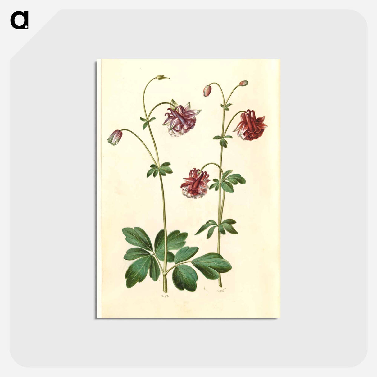 アートポストカード-Aquilegia vulgaris
- マリア ジビーラ メーリアン Postcard.