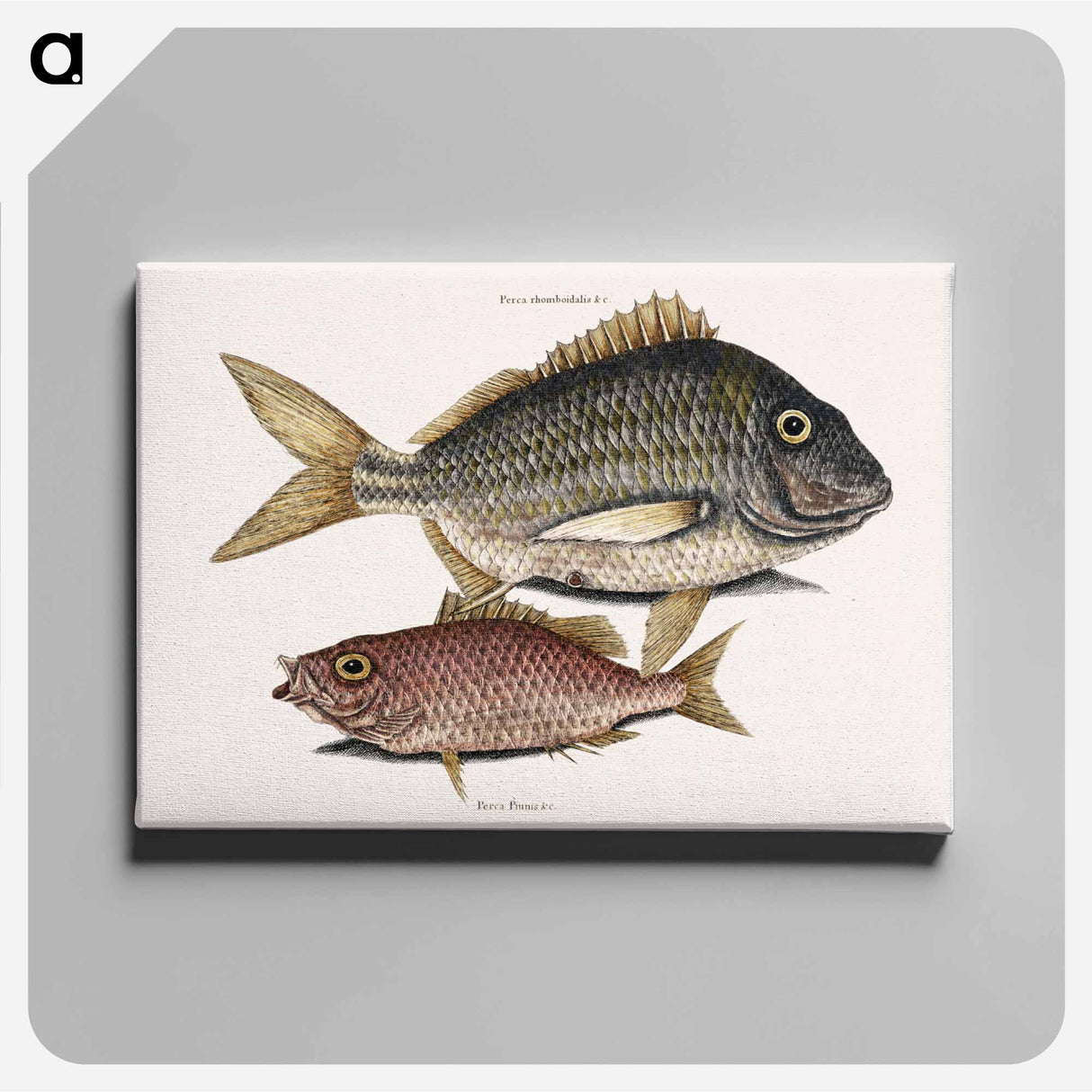 アートパネル-Pork Fish and Schoolmaster Fish
- マーク ケイツビー Canvas.