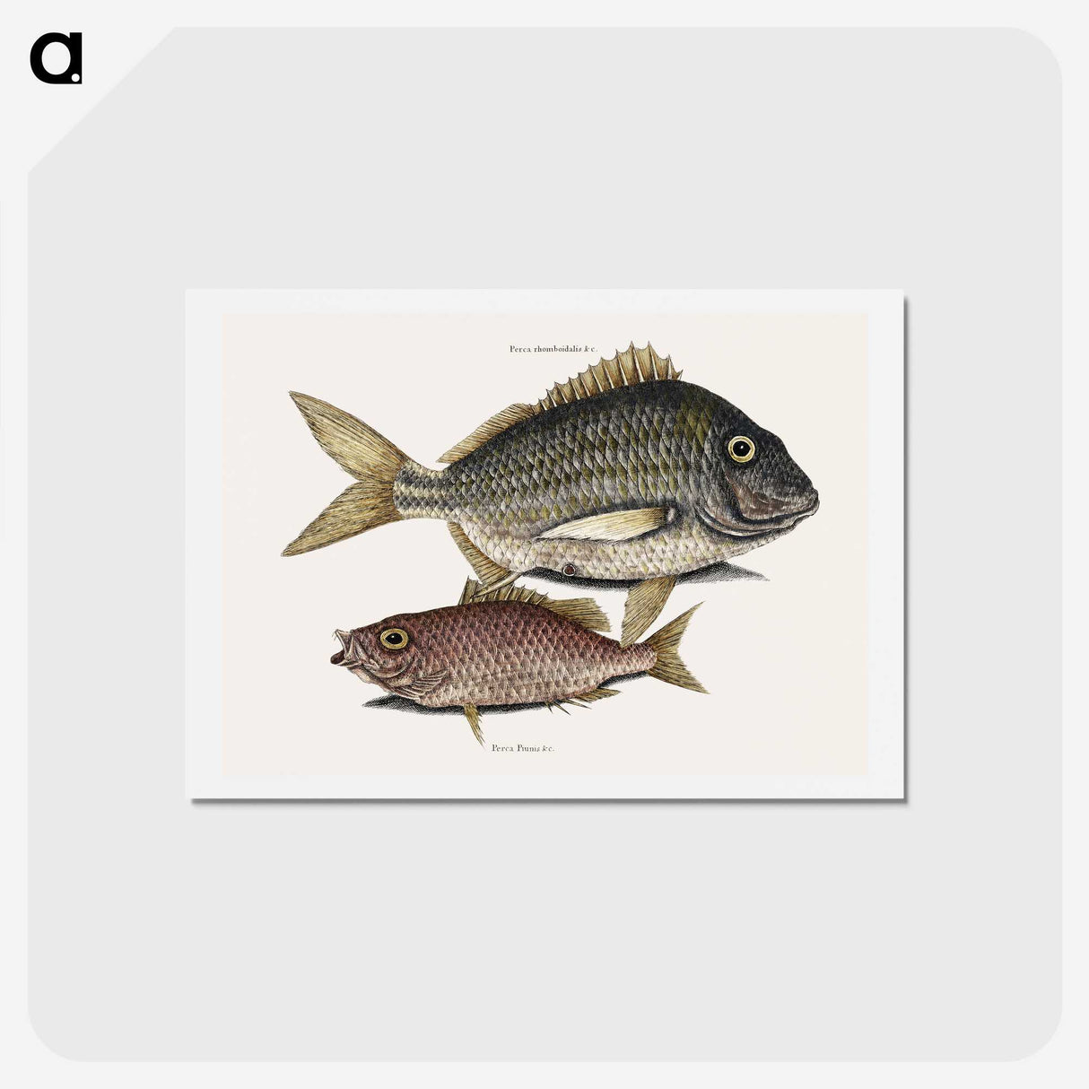 2-63_Mark-Catesby_hagaki