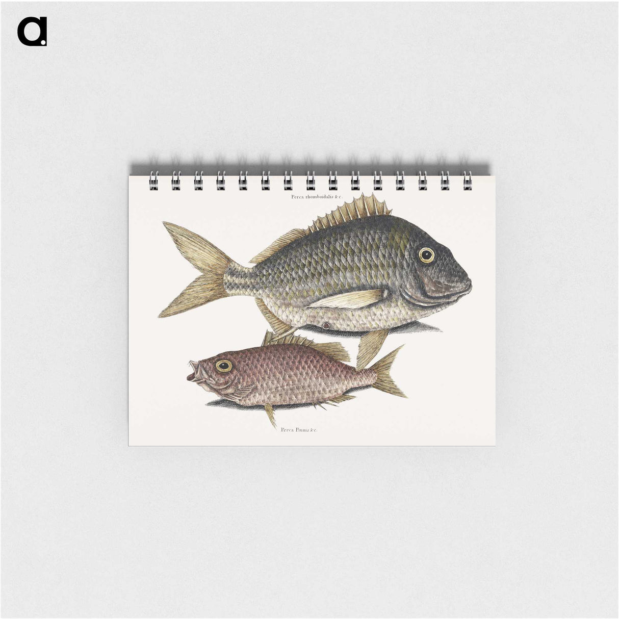 2-63_Mark-Catesby_memo