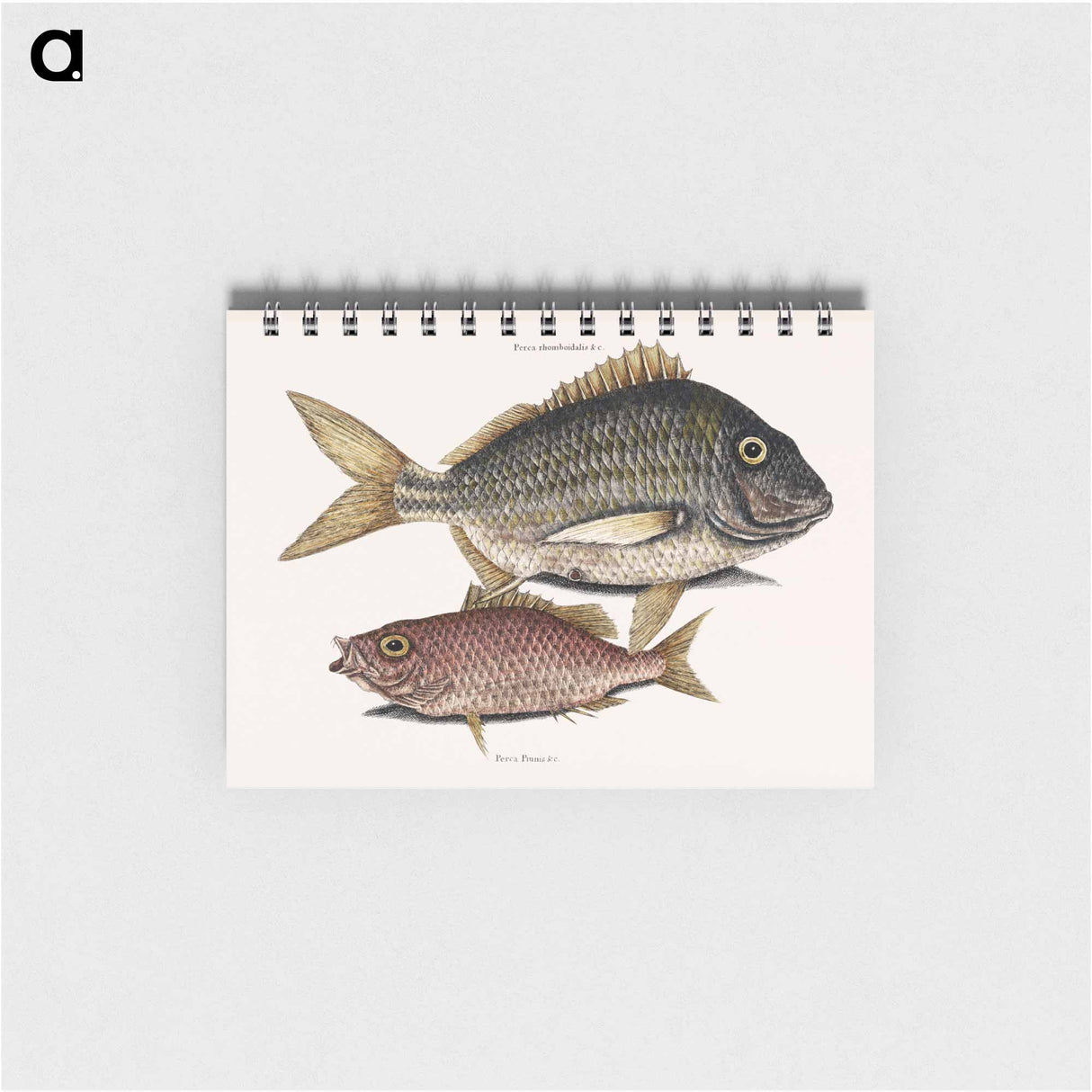アートメモ帳-Pork Fish and Schoolmaster Fish
- マーク ケイツビー Memo.