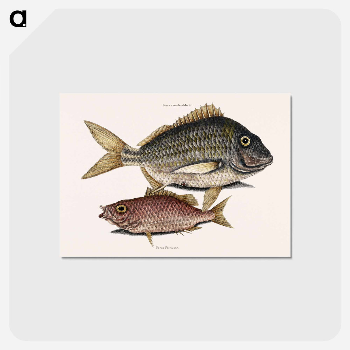 アートポストカード-Pork Fish and Schoolmaster Fish
- マーク ケイツビー Postcard.