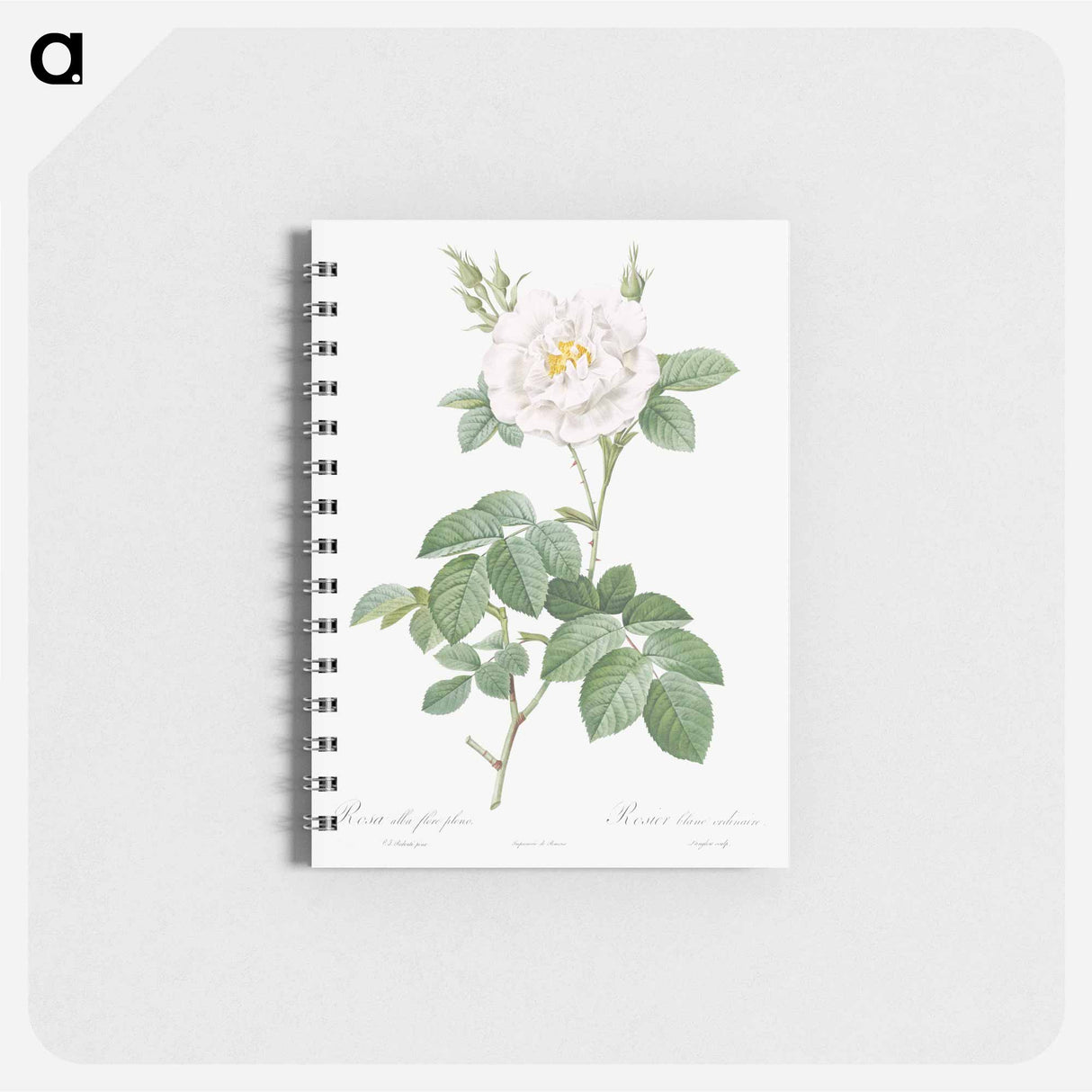 Rosa alba flore pleno - ピエール ジョゼフ ルドゥーテ Memo.