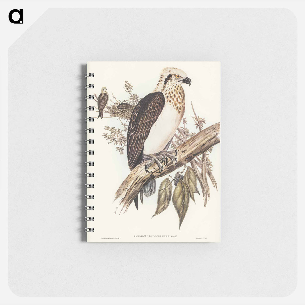 アートメモ帳-White-headed Osprey
- オーストラリアの鳥 Memo.