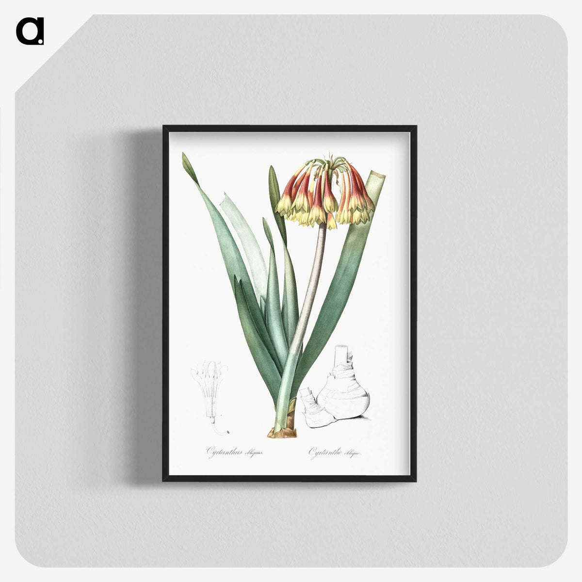 2-63_The-Lilies_blk-crop