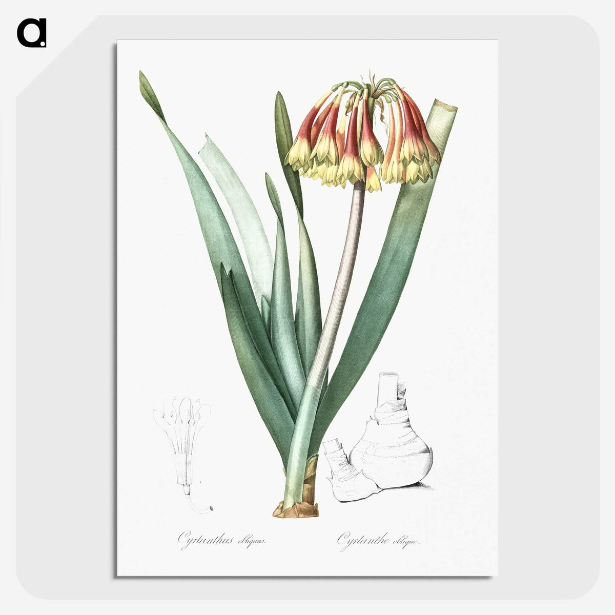 2-63_The-Lilies_picture-crop