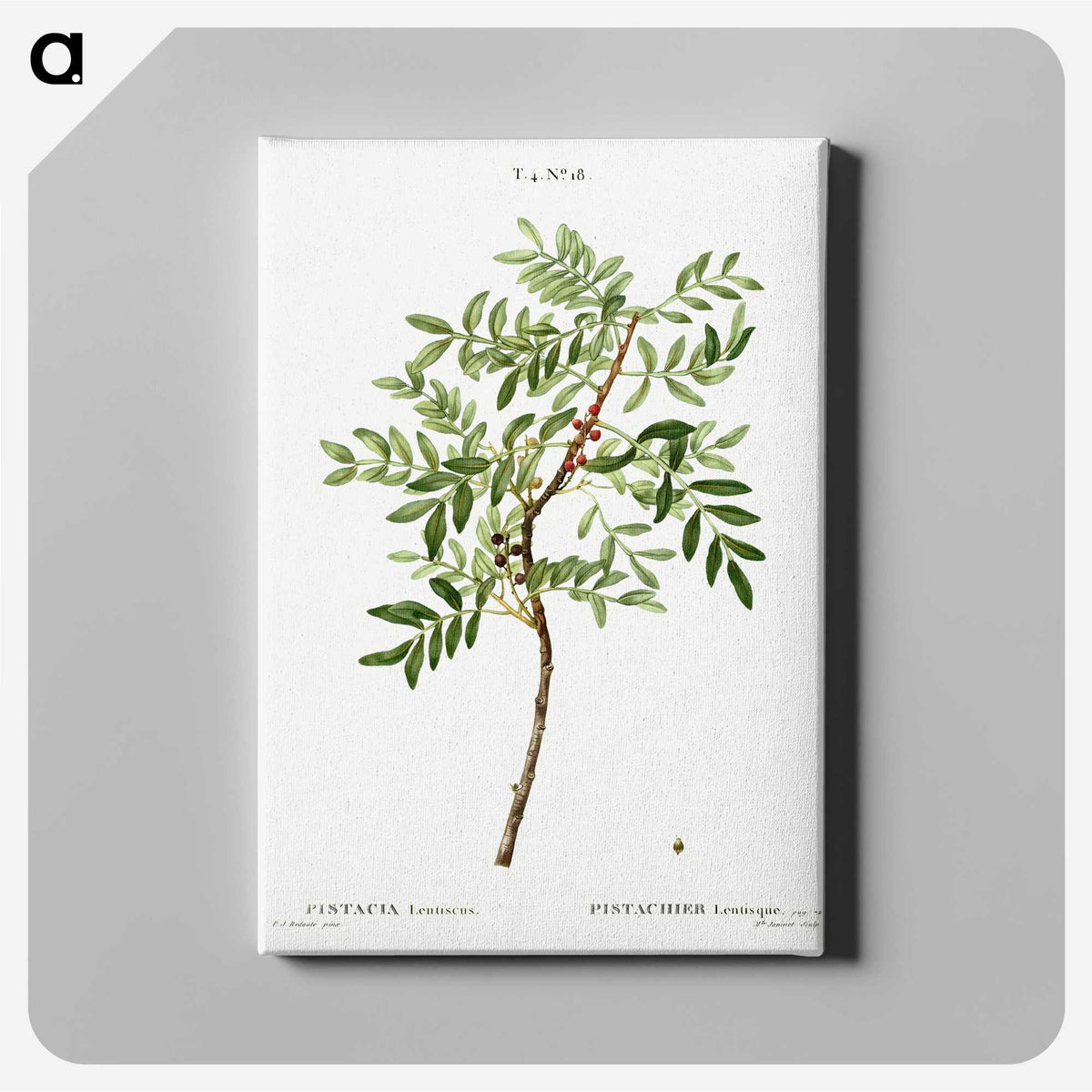 2-63_Treatise-on-Trees-and-Shrubs_canvas