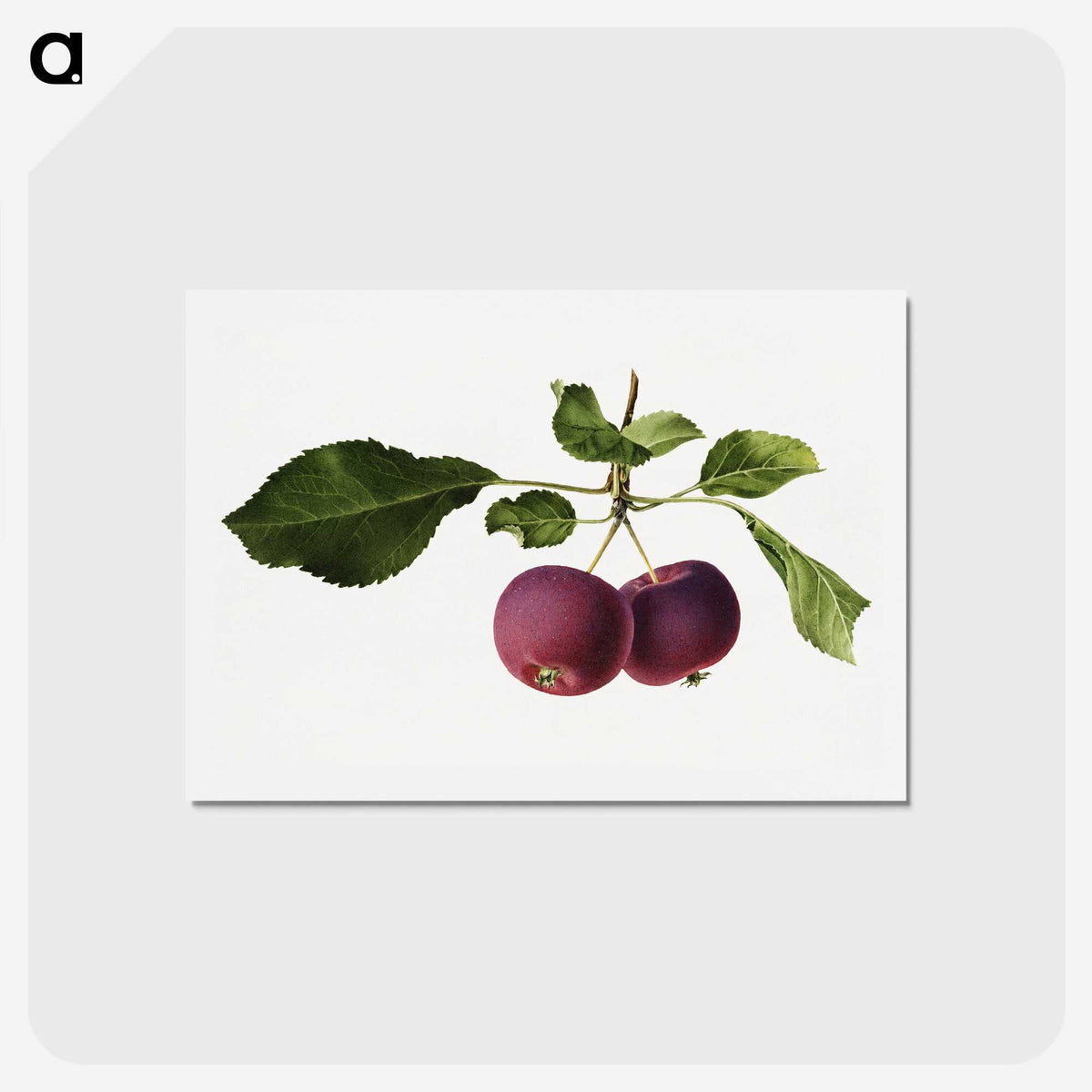 2-63_USDA-Watercolor-Fruit-Painting-Collection_hagaki