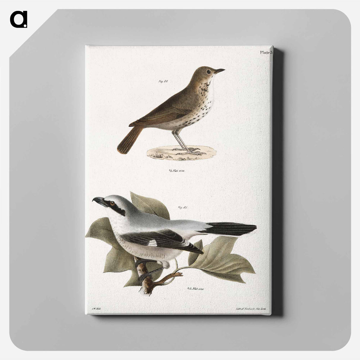 The Hermit Thrush (Merula solitaria) The Northern Butcher-bird (Lanius septentrionalis) - ニューヨークの動物学 Canvas.