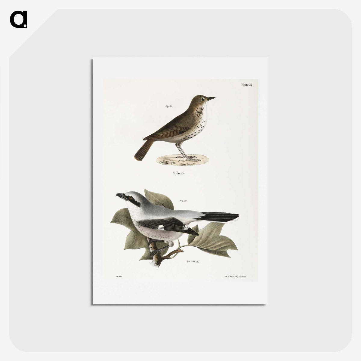 2-63_Zoology-of-New-York_hagaki