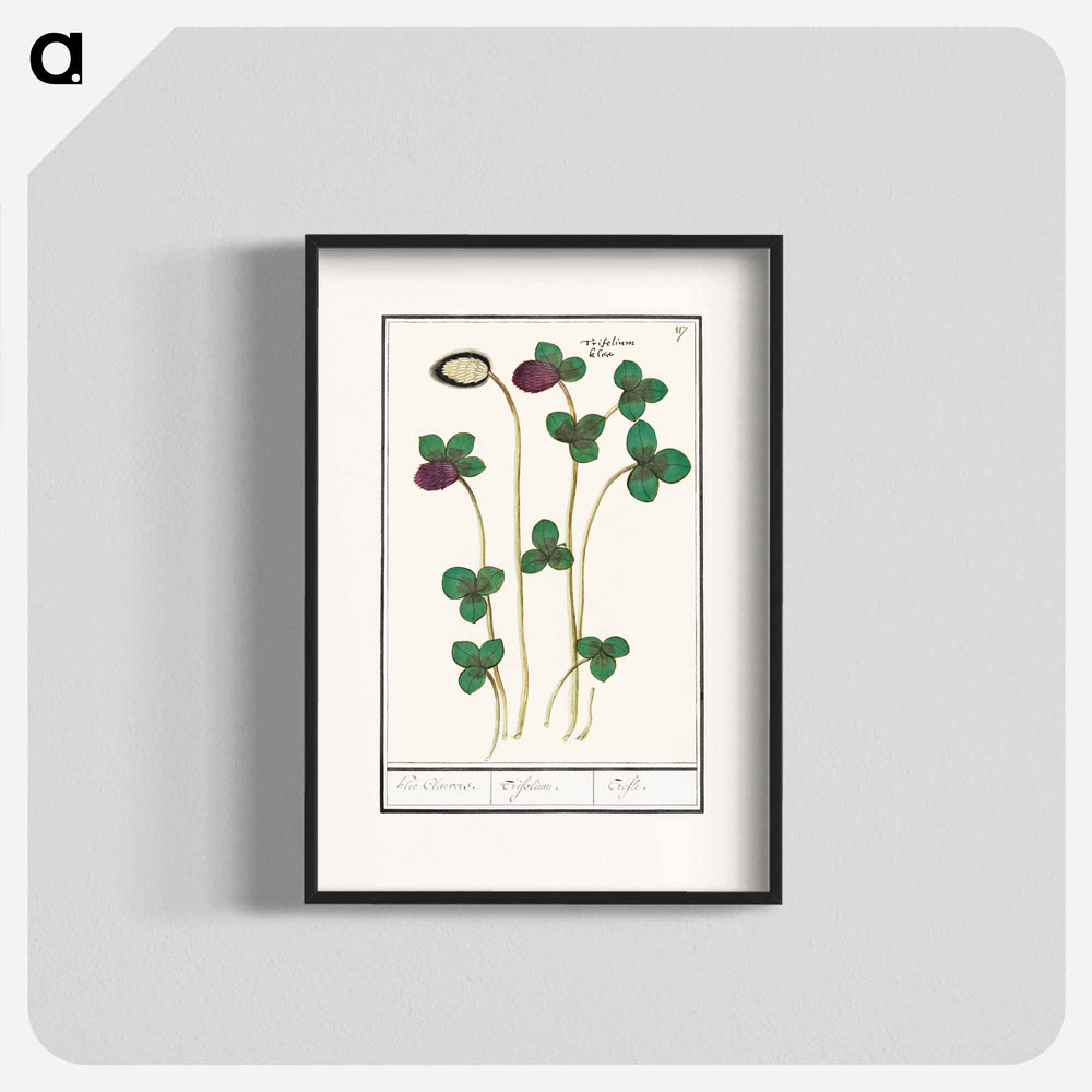 Red clover, Trifolium pratense - アンセルムス ボエティウス デ ブート Poster.