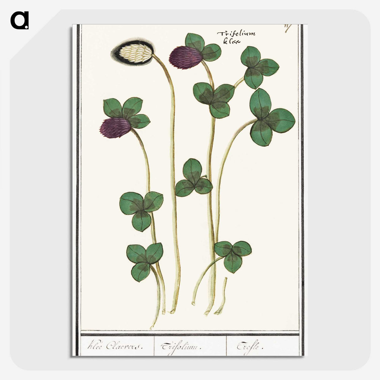 2-64_Anselmus-Boetius-de-Boodt_picture-crop