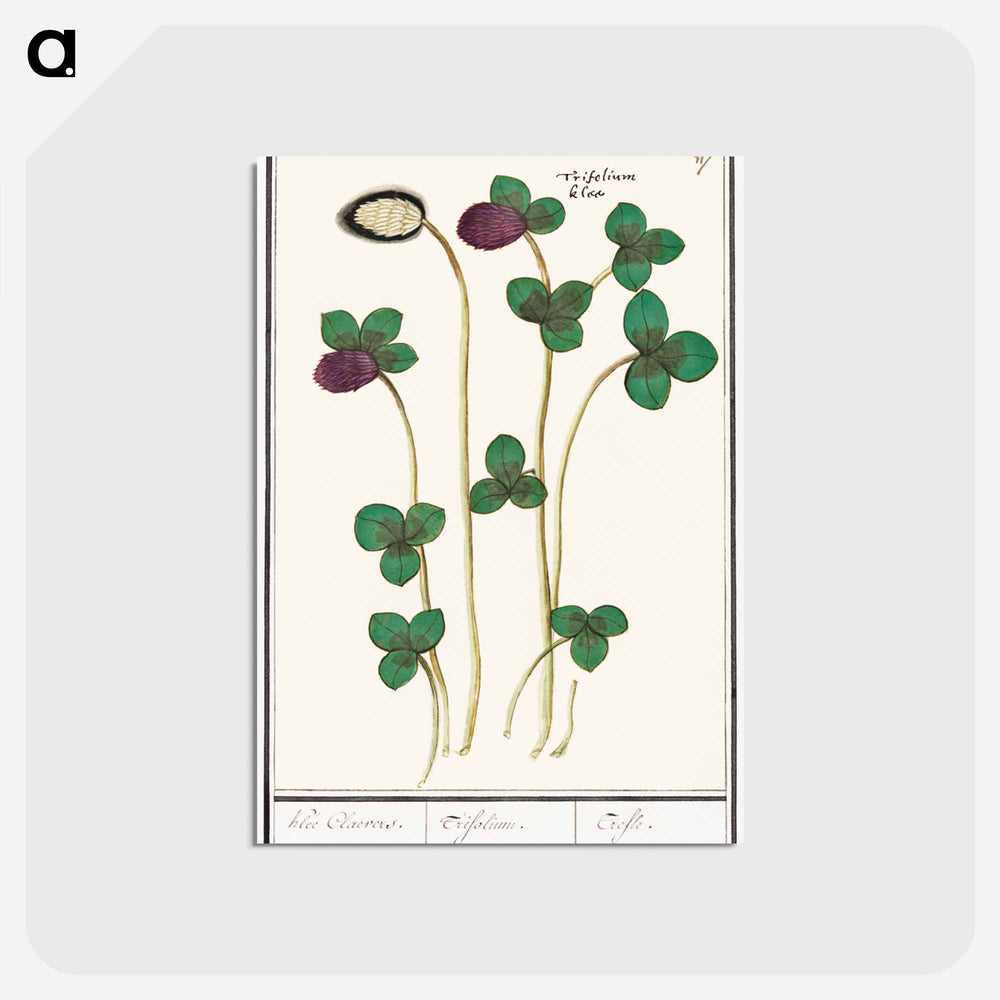 Red clover, Trifolium pratense - アンセルムス ボエティウス デ ブート Postcard.