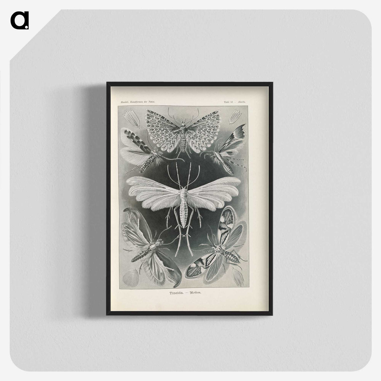 2-64_Ernst-Haeckel_blk-crop