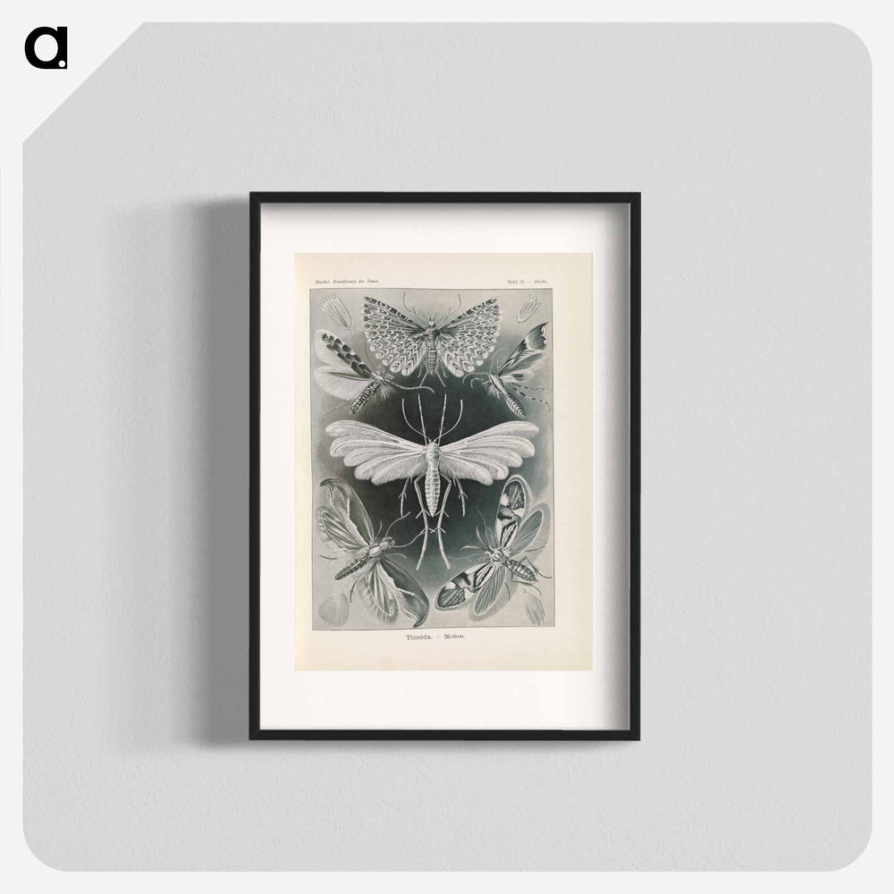 Moths illustration from Kunstformen der Natur - エルンスト ヘッケル Poster.