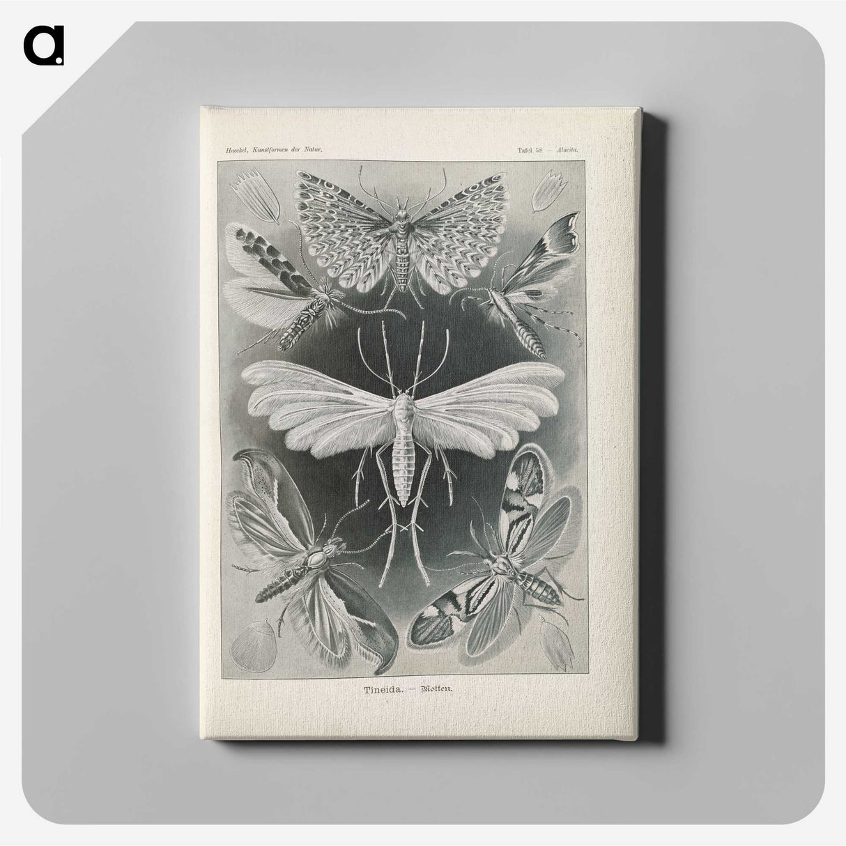 2-64_Ernst-Haeckel_canvas