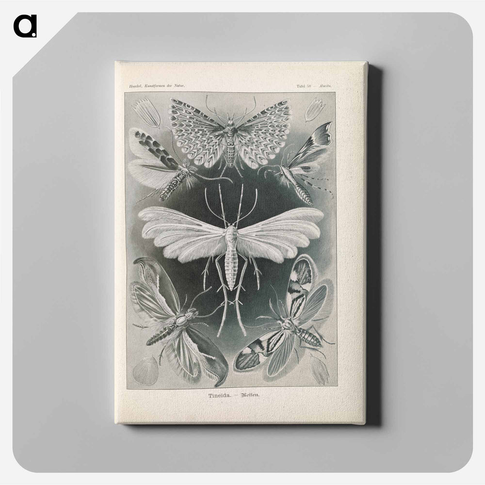 Moths illustration from Kunstformen der Natur - エルンスト ヘッケル Canvas.